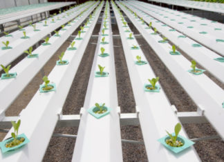 Idrocoltura 771 0 004 Idrocoltura_ok